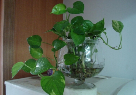 如何管护无土栽培花卉