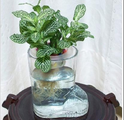 如何用鱼缸或玻璃瓶栽培观叶植物