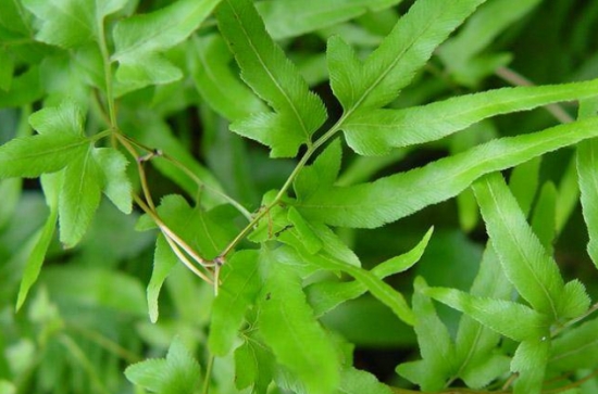 如何用无性繁殖的办法繁殖蕨类植物