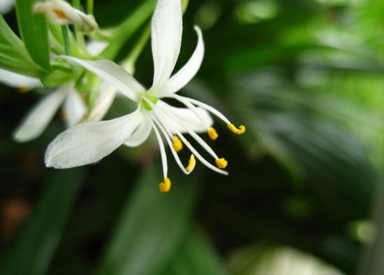 吊兰 如何水培垂吊观叶植物