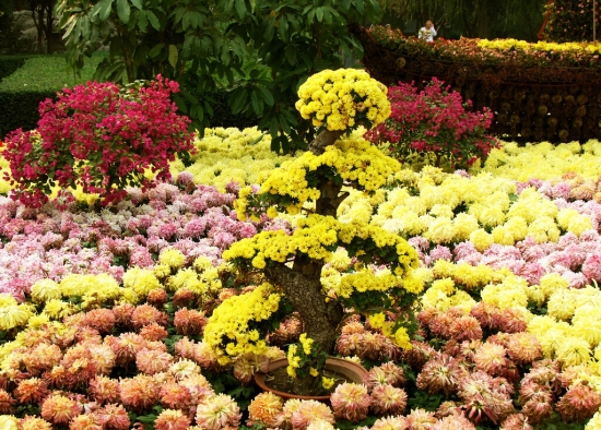 如何才能使花坛里的草花开得整齐：另设花圃专门培养