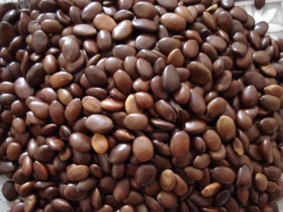 如何处理种子：温水浸种