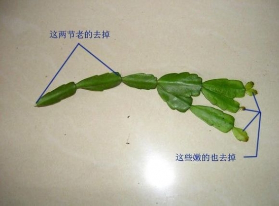 如何剪取和处理插穗