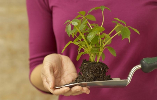 如何从有土栽培转入无土栽培