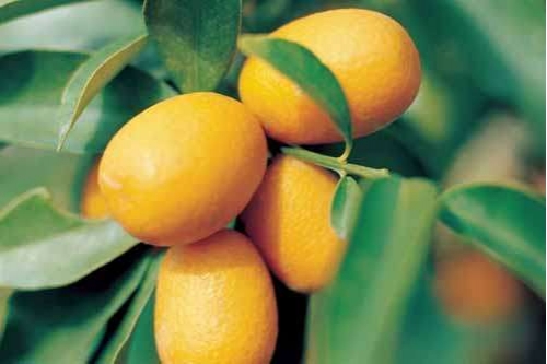 常见阳台盆橘有哪些种类