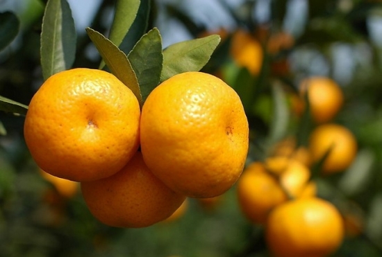 常见阳台盆橘有哪些种类