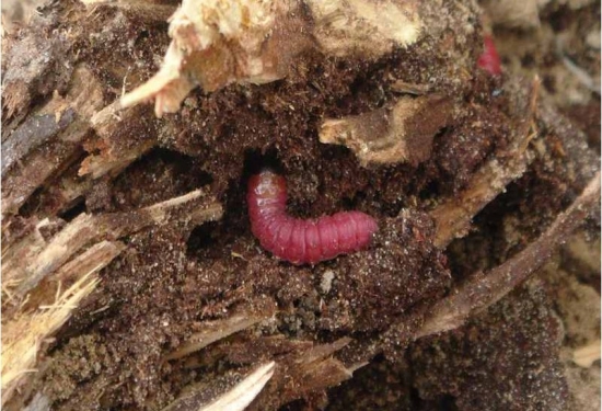 常见蛀食茎干的害虫有哪些？如何预防和治疗？