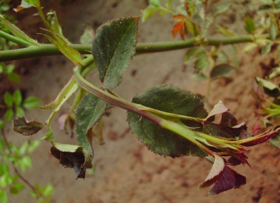 常见的花卉生理性病害有哪些？如何预防和治疗？