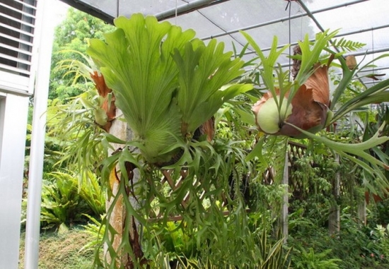 鹿角蕨 家庭中如何摆设观赏蕨类