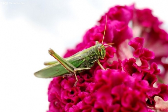 家庭中常见的日用品哪些可以用来预防和治疗花卉害虫