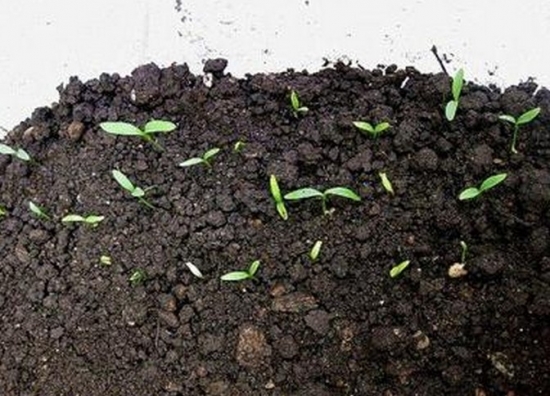 家养草花如何播种