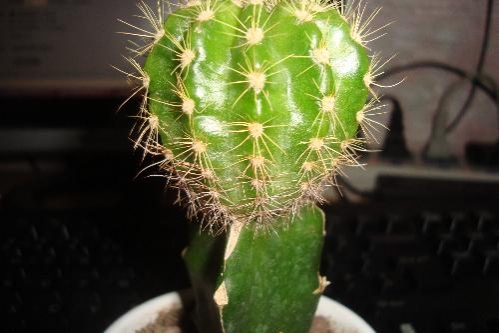 嫁接球如何过冬