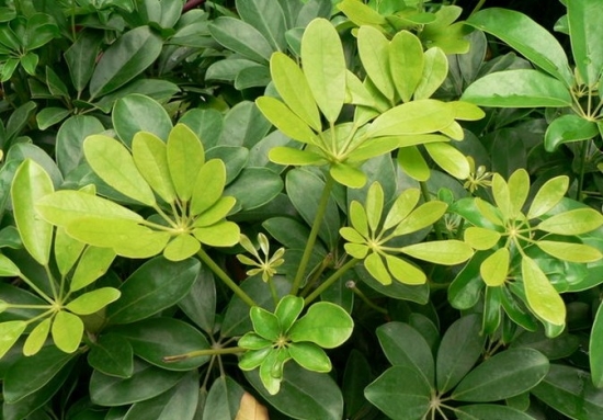 如何对观叶花木实行夏季修剪