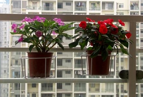 如何充分利用家庭阳台空间养花
