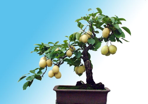 果树盆景 多效唑在果树盆景中如何应用