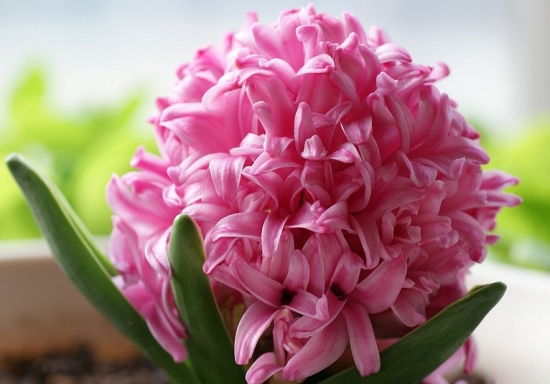 培育球根花卉应留意哪些事项