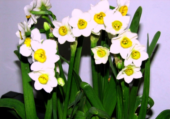 培育球根花卉应留意哪些事项