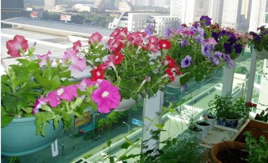 在阳台栏杆上如何摆放盆花才美