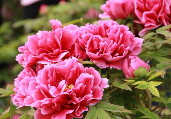 牡丹 哪些花木可以实行根插繁殖?如何扦插?