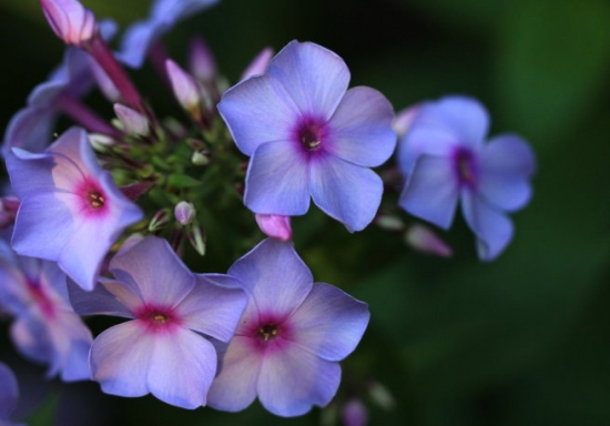 宿根福禄考 哪些花木可以实行根插繁殖?如何扦插?