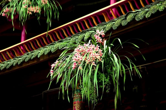 什么是吊盆栽植