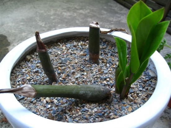 扦插的金钱树 什么季节实行扦插和分株繁殖最好