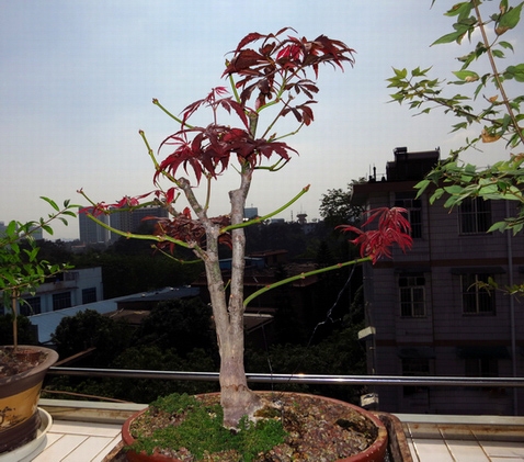 为何要摘叶？摘叶对花卉生长发育起什么作用？