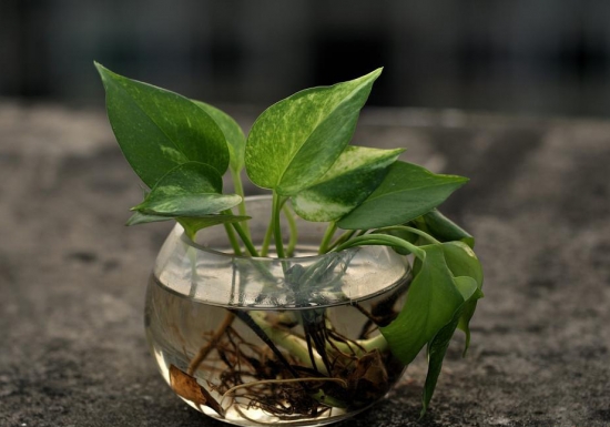 绿萝 为何现代室内观赏植物大都以观叶植物为主