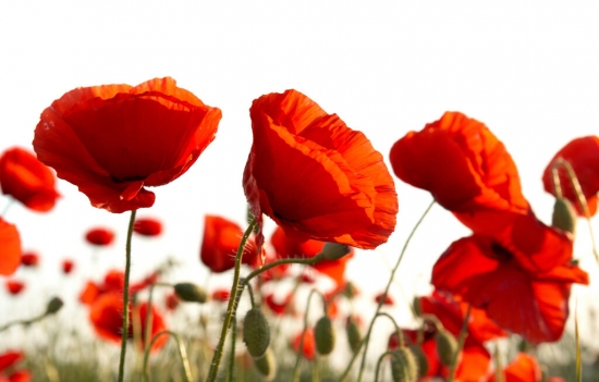 为何有的草花不适宜移栽