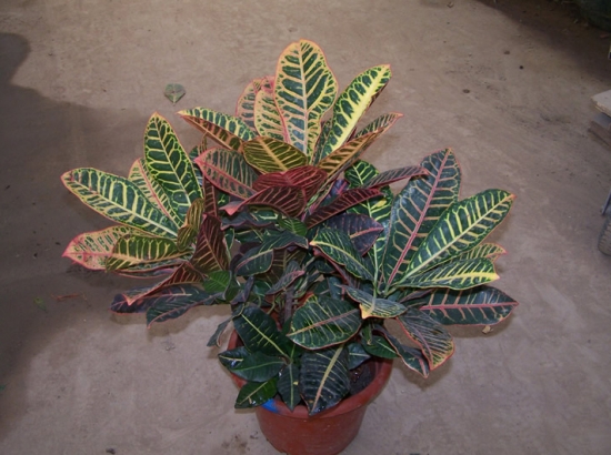 不同大小的观叶植物放在室内什么地方好