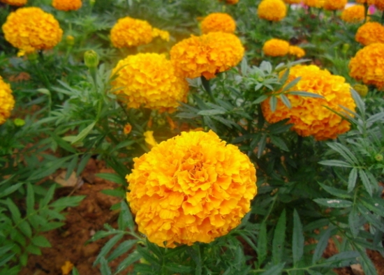 万寿菊和孔雀草如何栽培