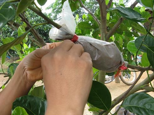 高枝压条法 繁殖哪些花木需用高枝压条法