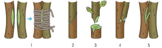 常用的嫁接办法有哪些