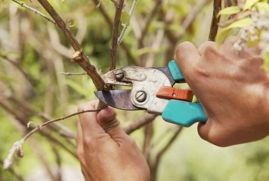 对树木实行修剪时如何把握好剪口