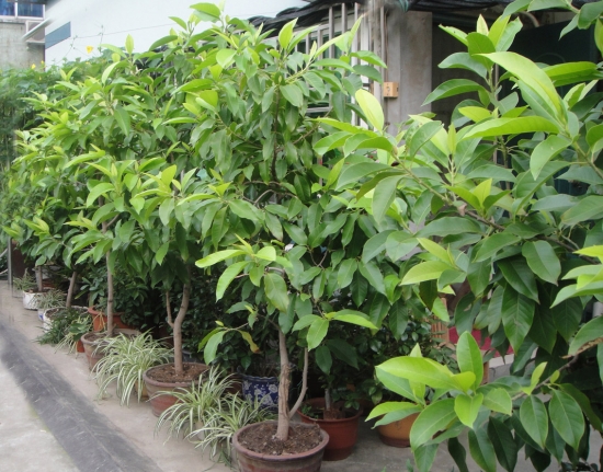 北方栽培南方花木如何上盆