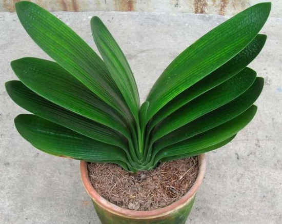 家庭养花保温和降温的办法有哪些