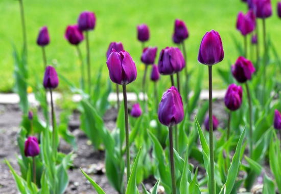 种植球根类植物为何要施足基肥