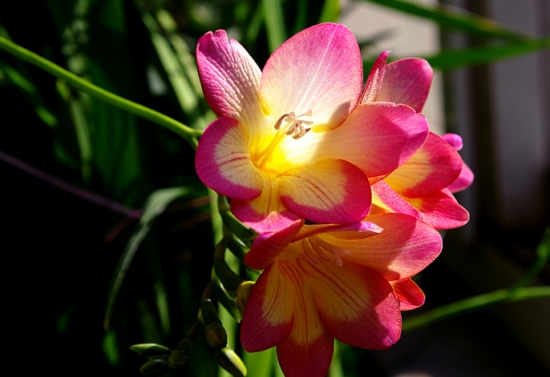 种植球根类植物为何要施足基肥