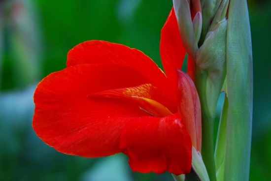 种植球根类植物为何要施足基肥