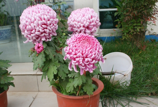 盆花施肥要留意哪些问题