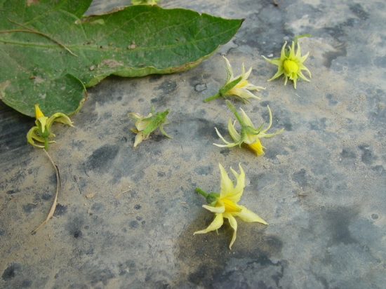 为何要在土壤中施入微量元素硼