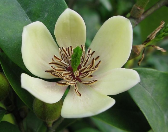 空气湿度对花卉有何影响