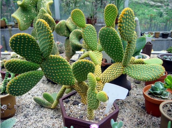 盆花浇水还有什么特殊的办法