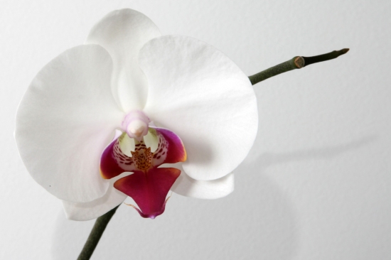 栽培盆花的土有哪些种类