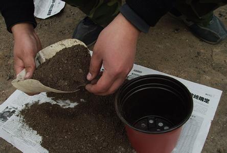 如何将培养土消毒：日光消毒|药物消毒|锅炒消毒