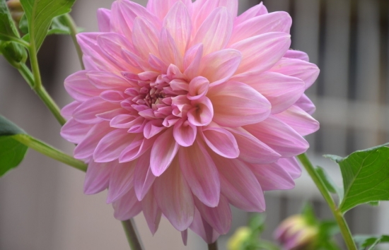 大丽花 如何掌握“干透浇透”“见干见湿”等盆花浇水原则