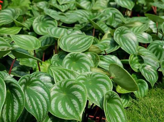 比较耐旱的观叶植物:西瓜皮椒草 哪些观叶植物能忍受较为干燥的环境