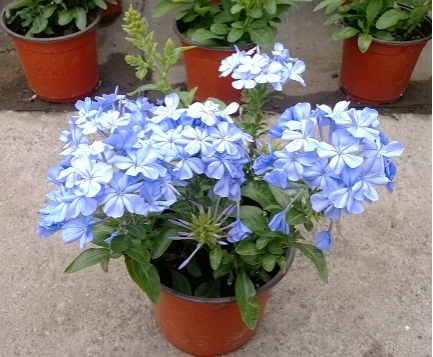 为何邻居家的花开得那样美