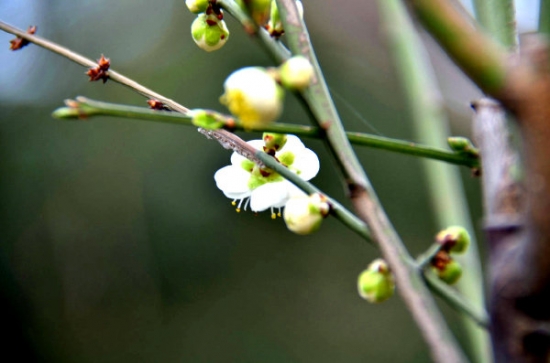 为何用温水浇花好