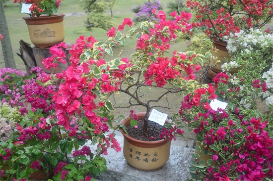 花卉对温度有哪些要求